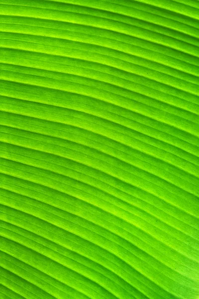 Grüne Bananenblatt Textur Hintergrund — Stockfoto