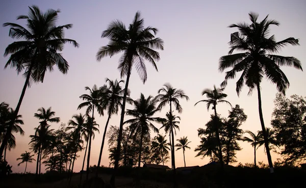 Palm stromy siluetu při západu slunce, Indie — Stock fotografie