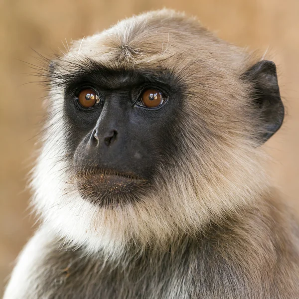 Blace kasvot apina, harmaa riutunut istuu puussa Rishikesh , — kuvapankkivalokuva
