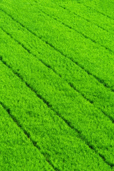 Fondo de campo de arroz de hierba verde —  Fotos de Stock