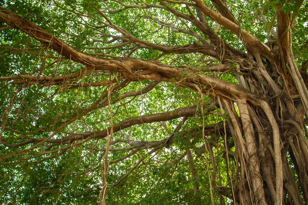 Großer schöner Banyan-Baum — Stockfoto