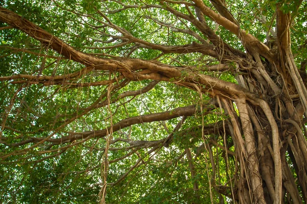 Grand magnifique arbre banyan — Photo