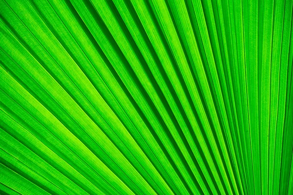 Grüne Palmblätter für Hintergrund — Stockfoto