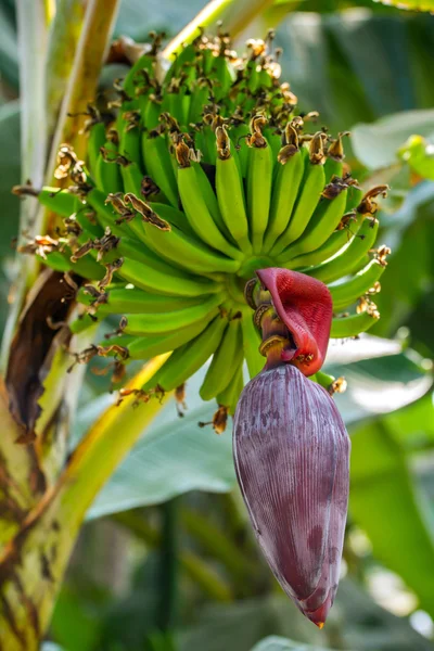 Банан с цветами и зелеными фруктами — стоковое фото