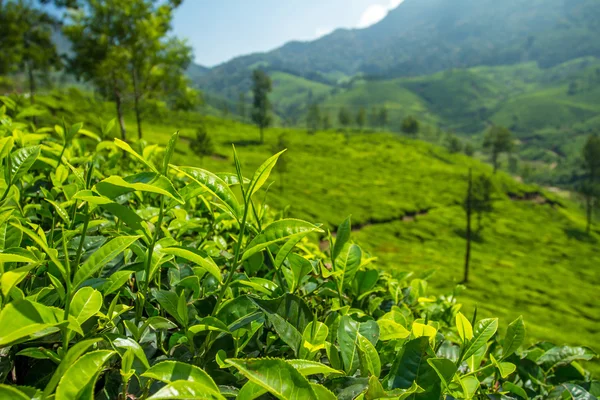 Belle plantation de thé vert frais à Munnar, Kerala, Inde — Photo