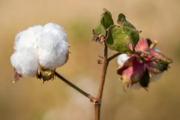 Primo piano impianto di cotone — Foto Stock