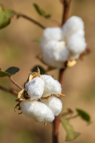 Cotton plant close-up Stockfoto