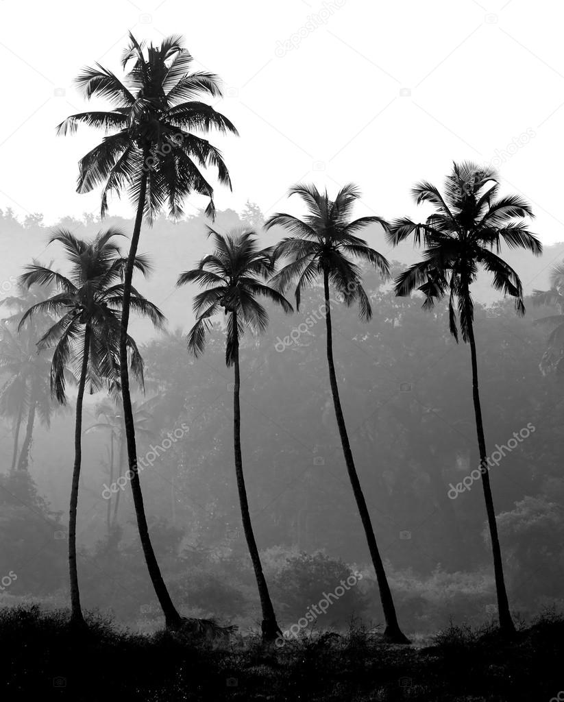 Black and white photo of palm trees silhouette