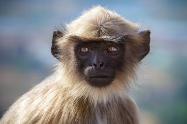 maymun, gri langur rishikesh bir ağaçta oturup..... blace karşı karşıya,