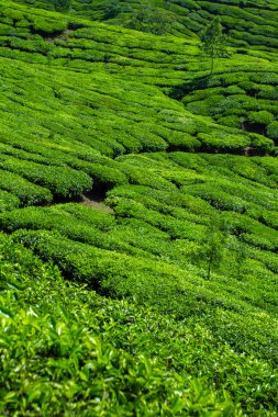 güzel taze yeşil çay plantasyon munnar, kerala, Hindistan