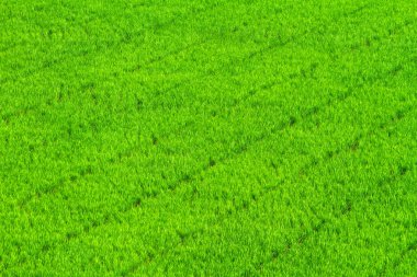 yeşil çim pirinç alan arka plan
