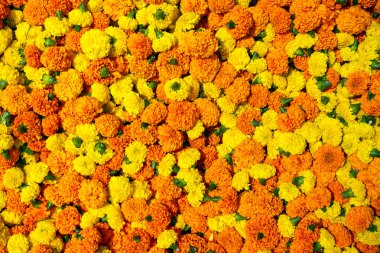 arka plan Marigold çiçek çelenk