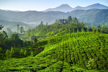 güzel taze yeşil çay plantasyon munnar, kerala, Hindistan