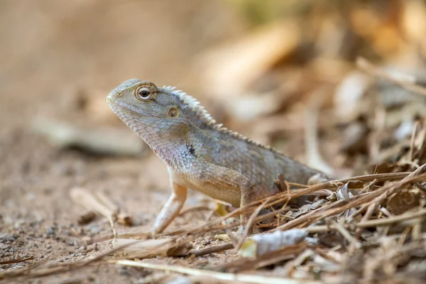 Lagarto jardín indio (Calotes versicolor ) — Foto de Stock