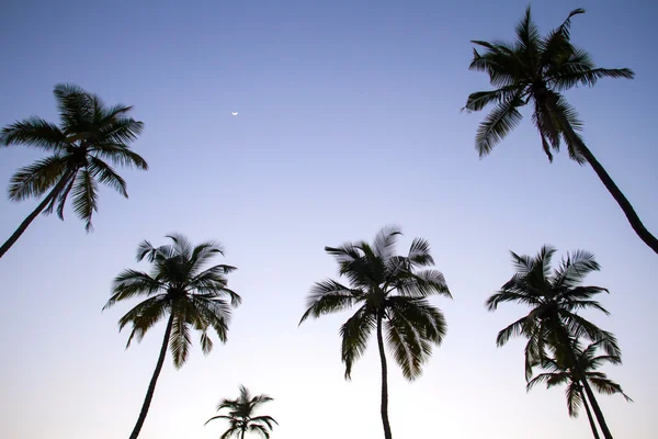 Silhouet van Palm bomen op de zonsondergang, india — Stockfoto