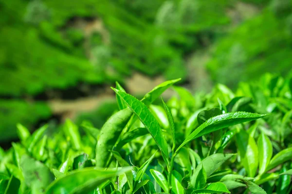 Fresh tea leaves closeup — Stock Photo, Image