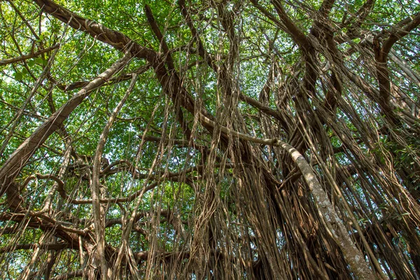 Grande bela árvore banyan — Fotografia de Stock