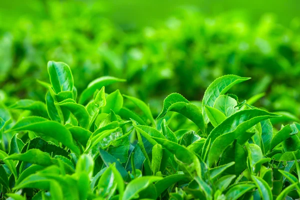 Fresh tea leaves closeup — Stock Photo, Image