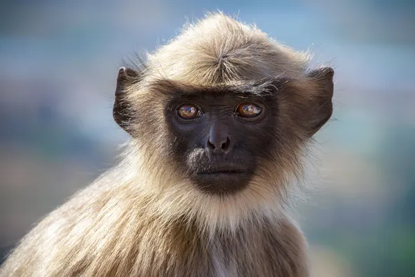 Blace se confruntă cu maimuță, langur gri stând pe un copac din Rishikesh , — Fotografie, imagine de stoc