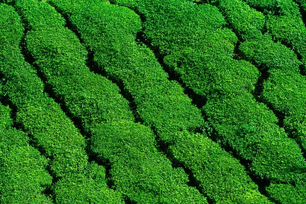 Плантация свежего зеленого чая в Муннаре, штат Керала, Индия — стоковое фото