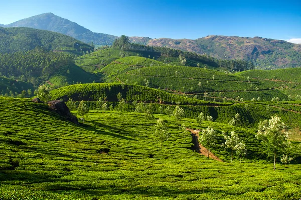 Bella piantagione di tè verde fresco a Munnar, Kerala, India — Foto Stock