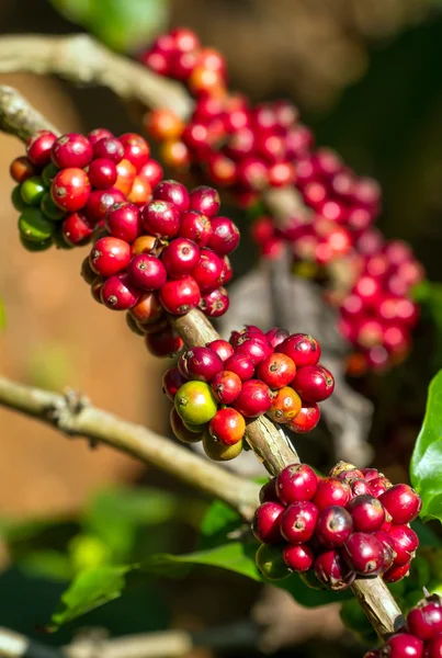 Granos de café madurando en un árbol — Foto de Stock