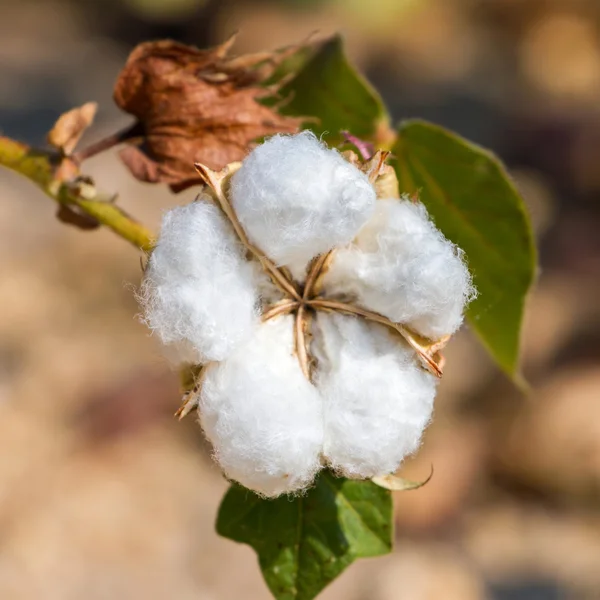 Closeup planta de algodão — Fotografia de Stock