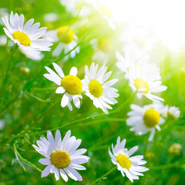 Красивые солнечные ромашковые цветы крупным планом — стоковое фото