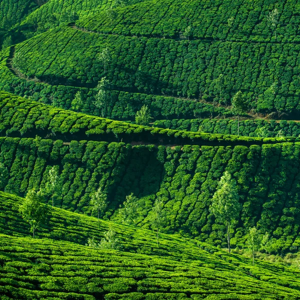 Belle plantation de thé vert frais à Munnar, Kerala, Inde — Photo