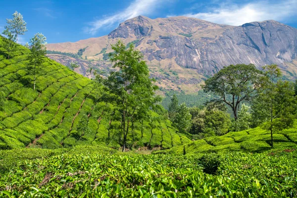 Плантация свежего зеленого чая в Муннаре, штат Керала, Индия — стоковое фото