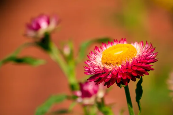Piękny różowy chryzantema kwiat w ogrodzie — Zdjęcie stockowe