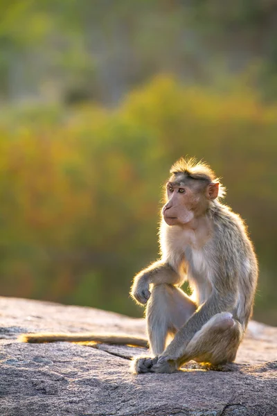 アカゲザル サル (猿アカゲザル) — ストック写真