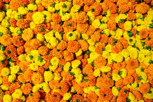 Goudsbloem bloemen garland achtergrond — Stockfoto