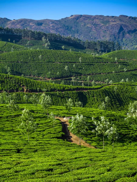 Hermosa plantación de té verde fresco en Munnar, Kerala, India —  Fotos de Stock