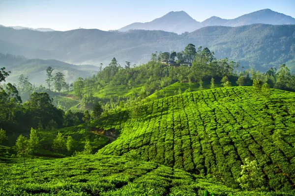 güzel taze yeşil çay plantasyon munnar, kerala, Hindistan