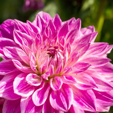 güzel pembe krizantem çiçeği yakın çekim