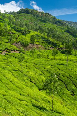 güzel taze yeşil çay plantasyon munnar, kerala, Hindistan