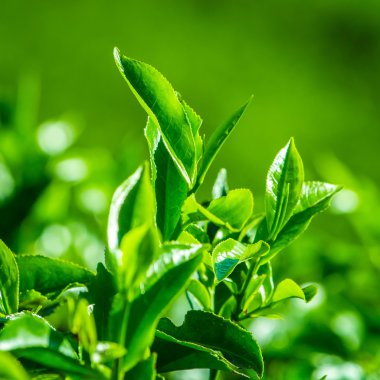 tatlı taze çay yaprakları