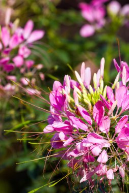 bir bahçede çiçek açan küçük güzel, pembe çiçekler
