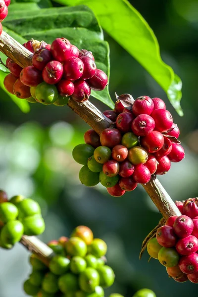 Coffee beans ripening on a tree — Stock Photo, Image