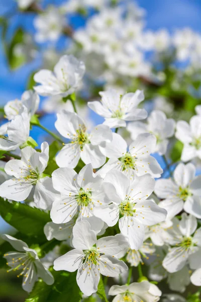 Třešňový květ záběr — Stock fotografie