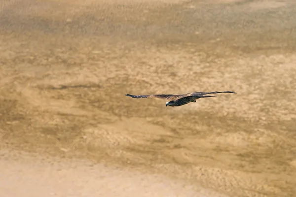 Un aigle volant au-dessus du sol. Vue du dessus — Photo
