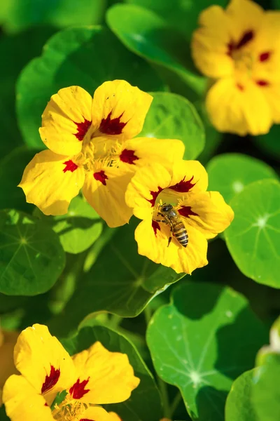 Biene auf einer kleinen gelben Blume Nahaufnahme — Stockfoto