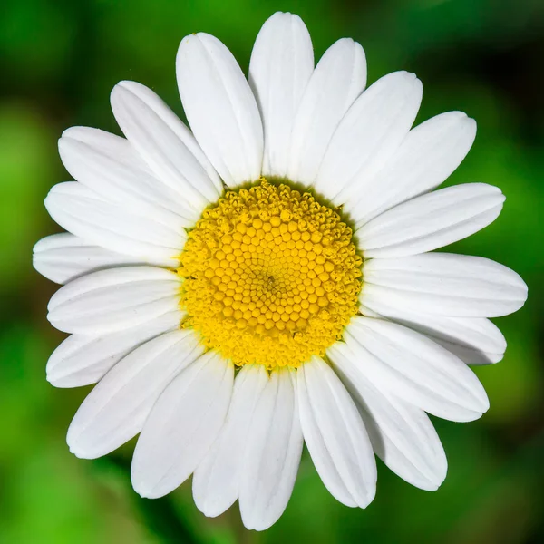 Close up of romomile flower — стоковое фото