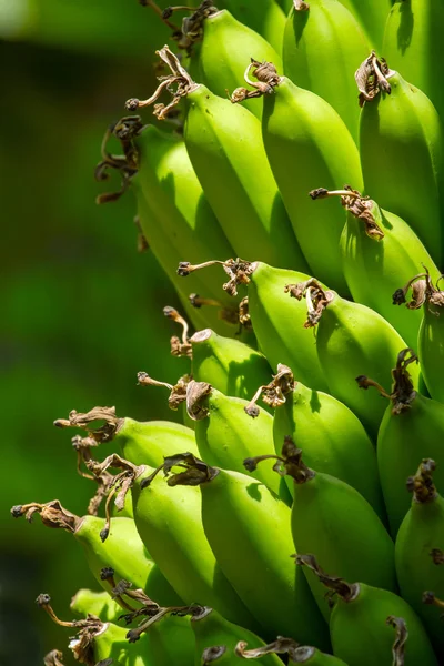 Árbol de plátano con frutas verdes — Foto de Stock