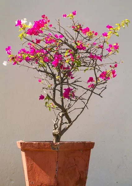 Цветущее дерево в винтажном горшке напротив стены на улице — стоковое фото