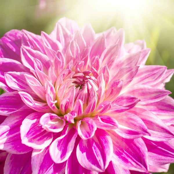 Bellissimo fiore di crisantemo rosa primo piano — Foto Stock