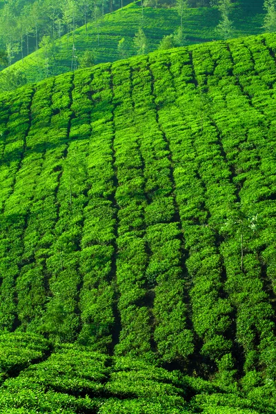 Piękne świeżej zielonej herbaty plantacji w mieście munnar, kerala, Indie — Zdjęcie stockowe