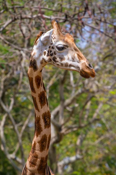 Portrait of a giraffe (Giraffa camelopardalis) — Stock Photo, Image