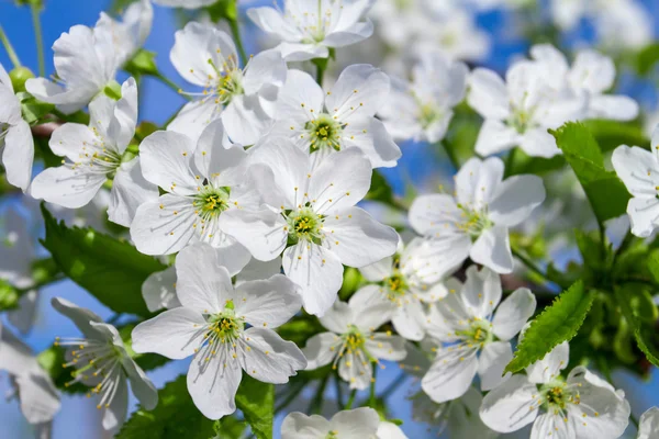 Kirschblüten Nahaufnahme — Stockfoto